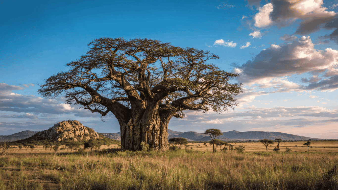 Africa landscape and wildlife, the baobab "Tree of Life"